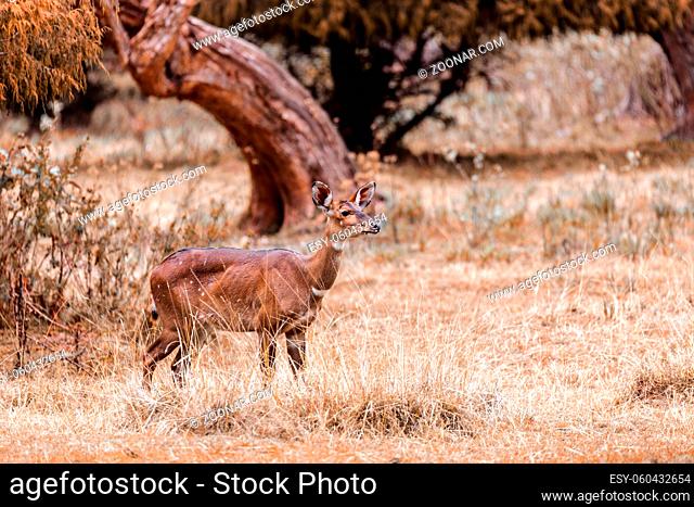 female of endemic very rare Mountain nyala, Tragelaphus buxtoni, big antelope in natural habitat Bale mountain National Park, Ethiopia, Africa wildlife