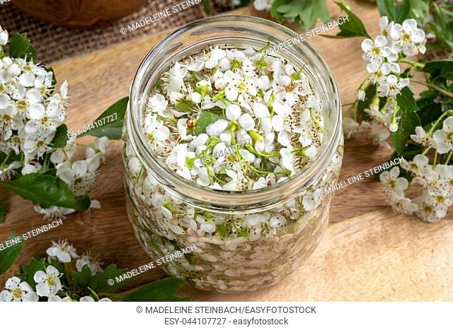 A jar filled with fresh hawthorn flowers and alcohol, to prepare herbal tincture
