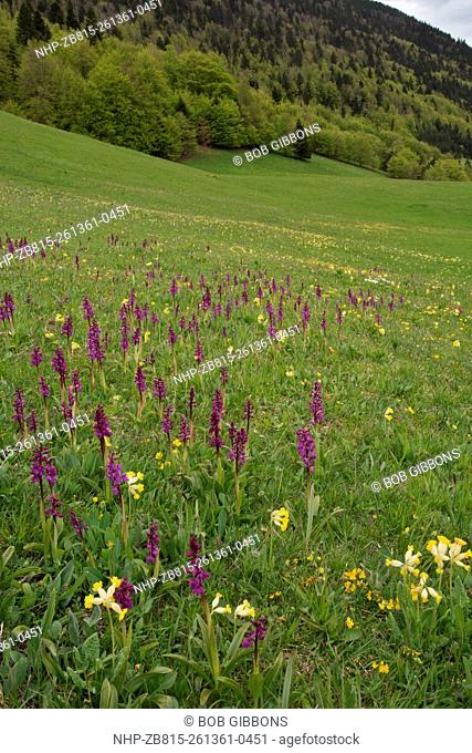 Flowery meadow full of Early Purple Orchids and Cowslips in the Vallon de Combeau, Vercors mountains, France