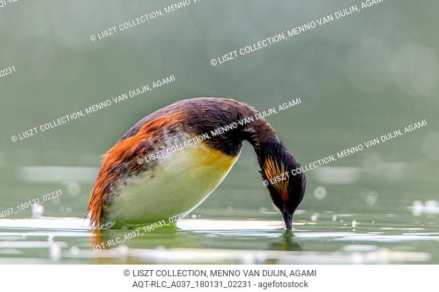 Black-necked Grebe adult diving, Black-necked Grebe, Podiceps nigricollis