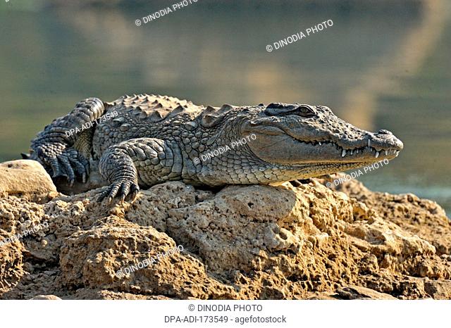 Indian marsh crocodile crocodylus palustris basking on rock , Chambal , Rajasthan , India