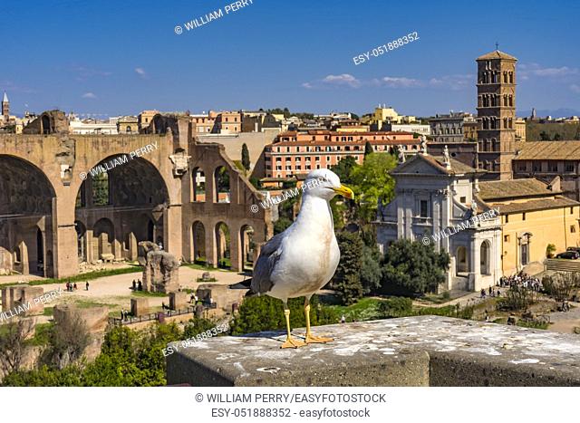 Seagull Ancient Forum Basilica Constantine Santa Francesca Romana Church Rome Italy Forum built from 50 BC to 350 AD