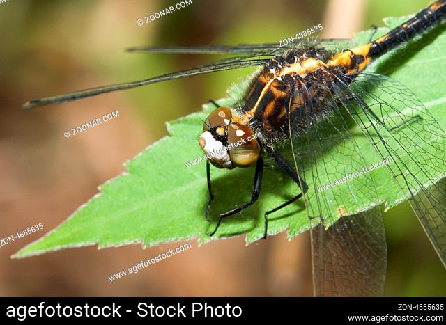 Common Darter Dragonfly perched on a leaf