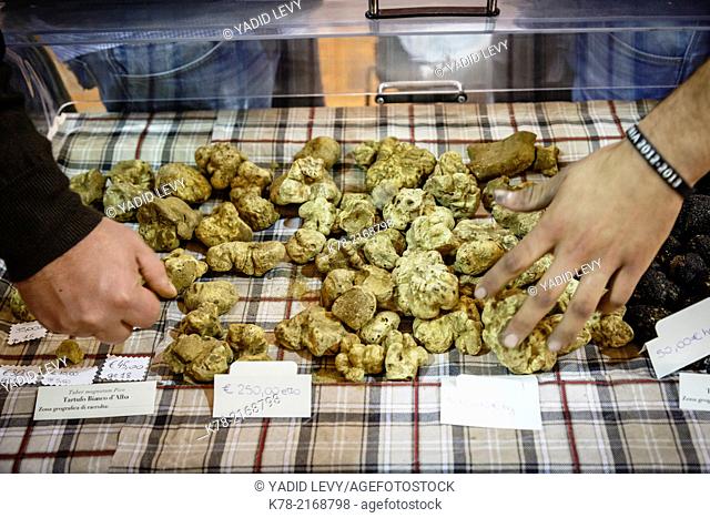 White truffles for sale at the Truffle Fair in Alba, Langhe, Cueno, Piedmont, Italy