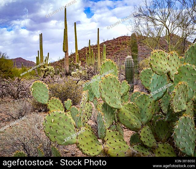 Saguaro National Park in the Sonoran desert of southern Arizona
