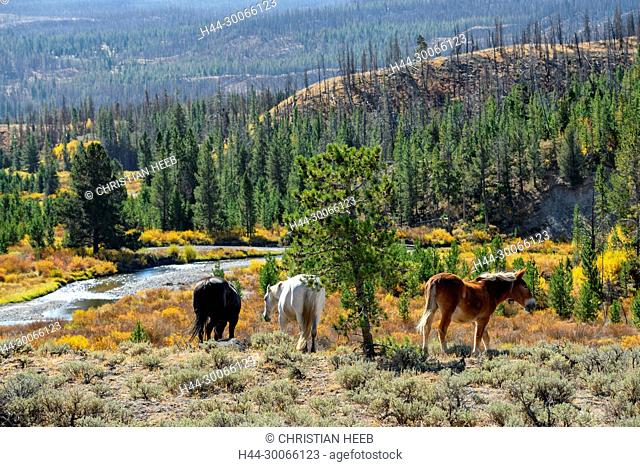 North America, American, USA, Rocky Mountains, Wyoming, Dubois, horses