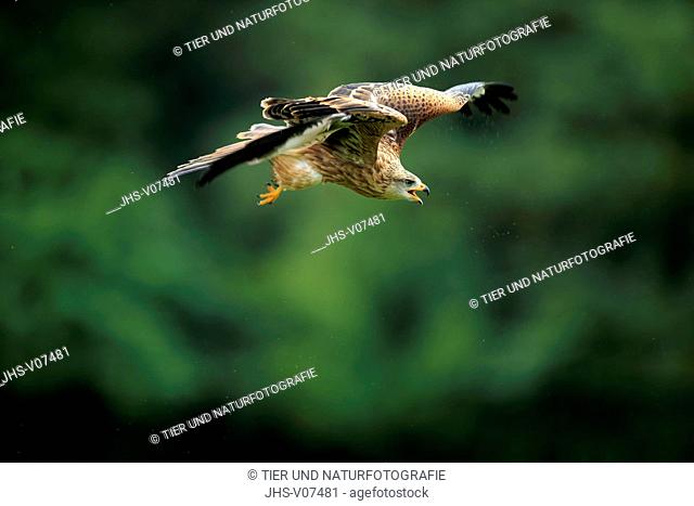Red Kite, (Milvus milvus), adult flying and calling, Eifel, Germany, Europe