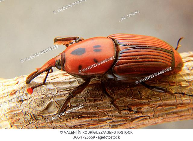 Beetle red palm weevil Rhynchophorus ferrugineus  Native to tropical Asia, is a bane for palm trees Phoenix dactylifera
