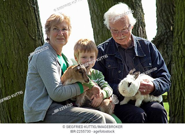 Elderly couple with their grandchild at a children's farm or zoo, Wilhelmsburg, Hamburg, Germany, Europe