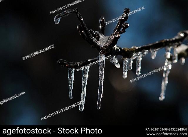 31 January 2021, Lower Saxony, Brunswick: The strong midday sun makes icicles hanging from branches of a walnut tree covered in a layer of egg glow against the...