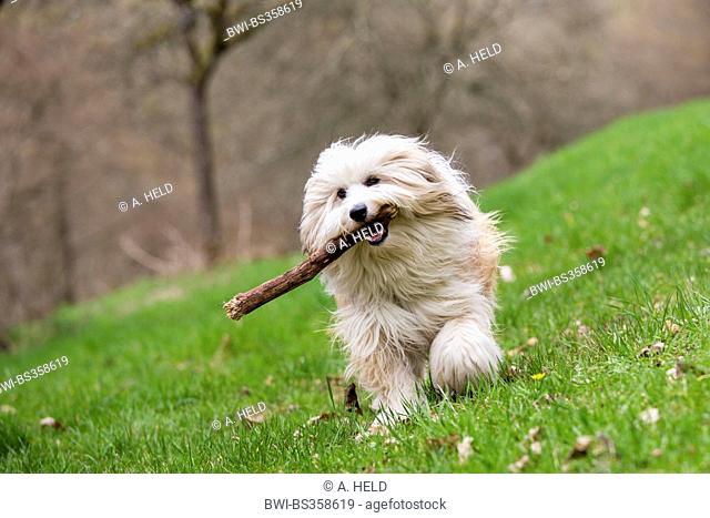 Tibetan Terrier, Tsang Apso, Dokhi Apso (Canis lupus f. familiaris), ten month old bright sable and white male running over a meadow with a stick in its mouth