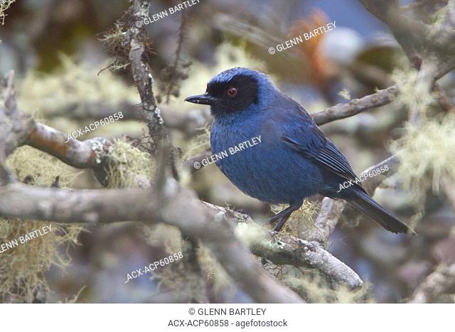 Masked Flowerpiercer Diglossopis cyanea perched on a branch in Peru