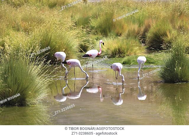 Andean flamingos, phoenicoparrus andinus, Andes, Atacama desert, Chile,
