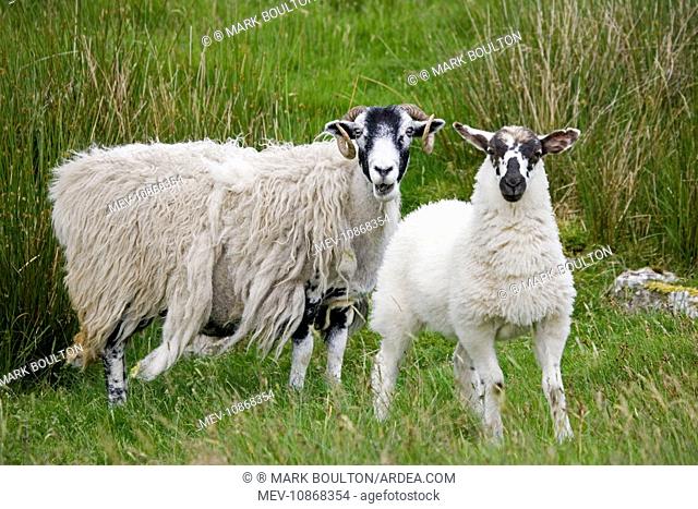 Scottish black-faced sheep - ewe with lamb standing. North Yorkshire Moors UK