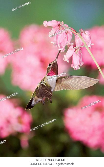 Broad-tailed Hummingbird (Selasphorus platycercus) Male in flight feeding on Fringed Bleeding Heart flower(Dicentra eximia), Rocky Mountain National Park
