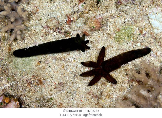 Starfish regenerate lost arms, Asteroidea, Triton Bay, West Papua, Indonesia