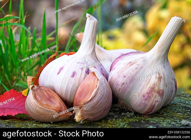 Preparing for planting garlic heads and cloves against the background of colorful autumn leaves, the concept of autumn planting