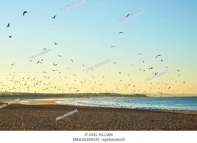 Beach, coast, morning mood, sunrise, flock of birds in the sky