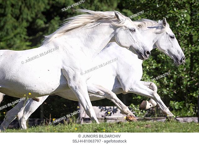 Lipizzan horse. Two adult mares galloping on a pasture. Austria