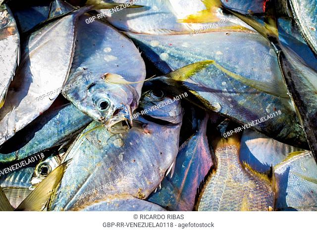 Fish market. La Vela de Coro, Falcon State, Venezuela