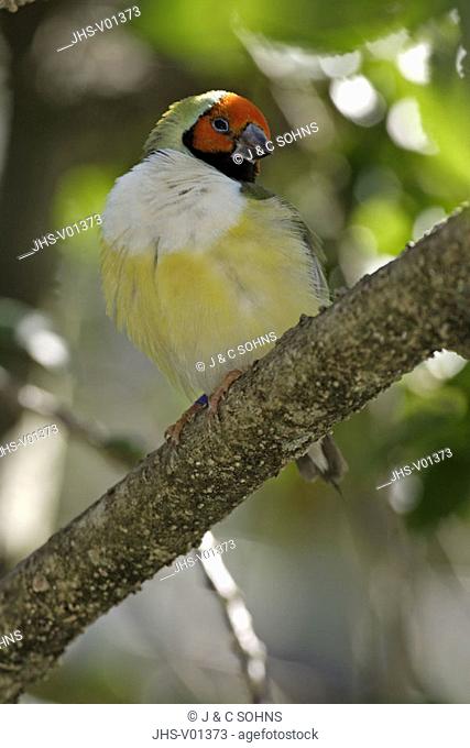 Gouldian Finch, Chloebia gouldiae, Australia, adult on tree