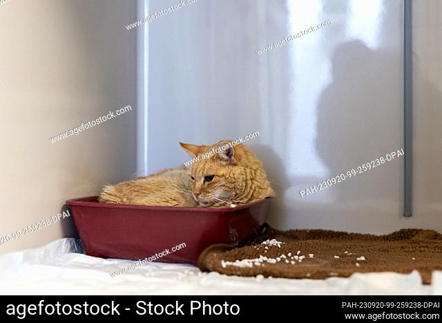 PRODUCTION - 13 September 2023, Lower Saxony, Burgdorf: The male cat ""Sunshine"" lies in a plastic bowl in the cat quarantine station at the Burgdorf animal...