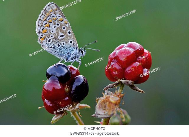 common blue (Polyommatus icarus), sitting on an immature blackberry, Germany, Lower Saxony