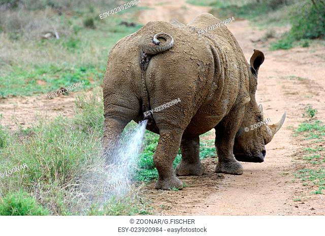 White Rhinoceros bull marking his territory