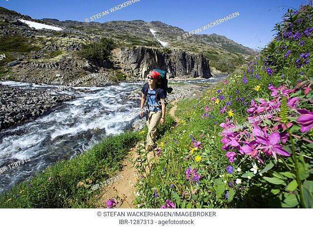 Young woman hiking, backpacking, hiker with backpack, passing blooming alpine flowers, historic Chilkoot Trail, Chilkoot Pass, creek behind, near Happy camp