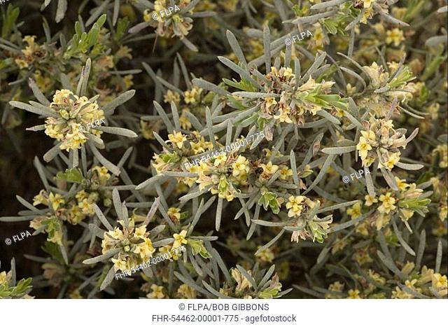 Thymelaea Thymelaea tartonraira var linearifolia flowering, Cyprus