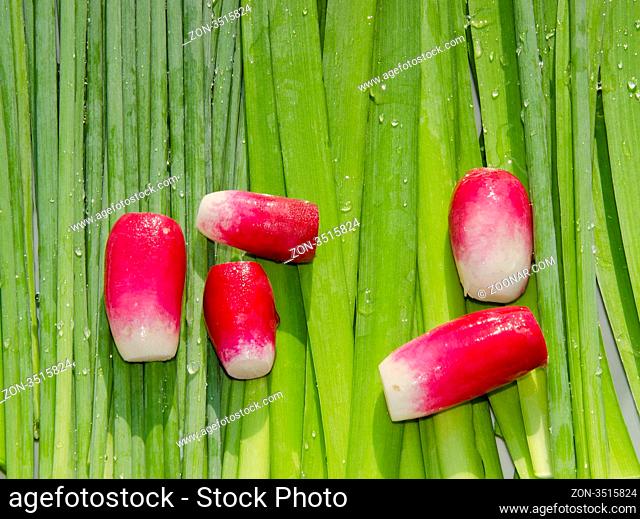 Few red radishes on the row of green orions
