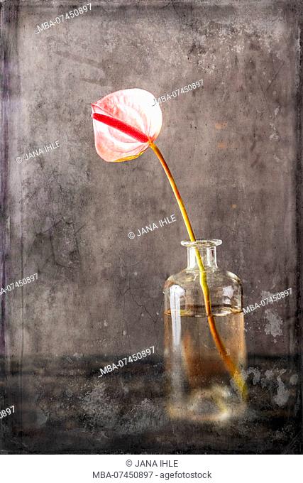 Still life, fine art, pink anthurium blossom in a glass vase on a dark background with vintage texture