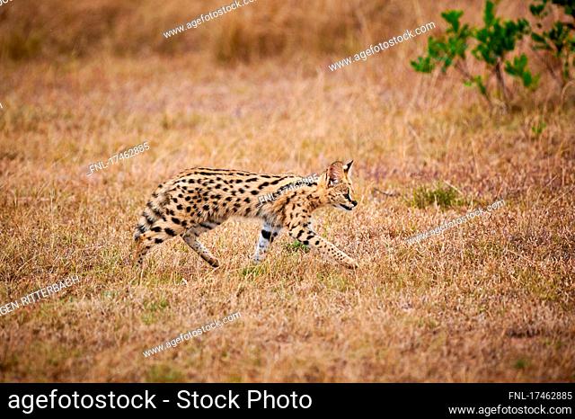 Serval cub (Leptailurus serval), Serengeti National Park, Tanzania, Africa|Serval cub (Leptailurus serval), Serengeti National Park, Tanzania, Africa|