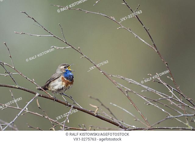 Bluethroat ( Luscinia svecica ) singing its song sitting in branches of a birch bush, wide open beak, clean background.