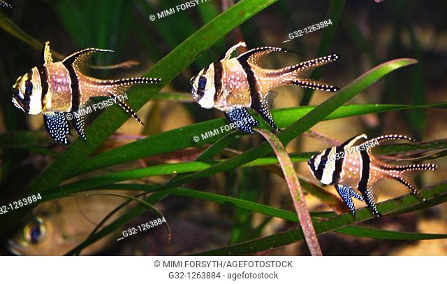 Banggai Cardinalfish (Pterapogon kauderni)
