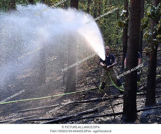 03 June 2019, Berlin: A firefighter extinguishes glowing nests in the Grunewald. According to the fire department, about 40000 square meters of forest floor...