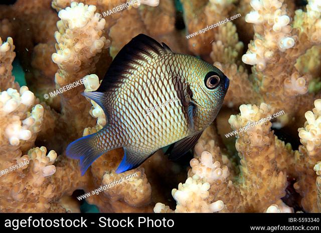 Head-band humbugs, Damselfish, Other animals, Fish, Animals, Reticulated Dascyllus (Dascyllus reticulatus) adult, swimming amongst coral, Seraya, Bali