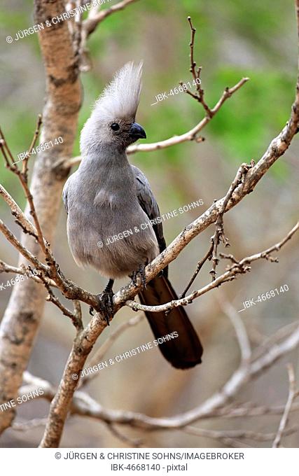 Grey Go-away-bird (Corythaixoides concolor), adult, sitting on a branch, Kruger National Park, South Africa