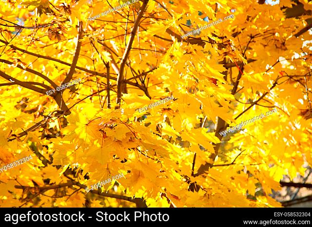 Autumn maple tree with bright orange foliage