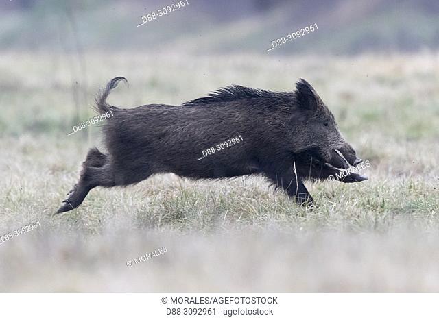 France, Alsace, Rhine forest, Wild Boar (Sus scrofa), running, crossing a meadow