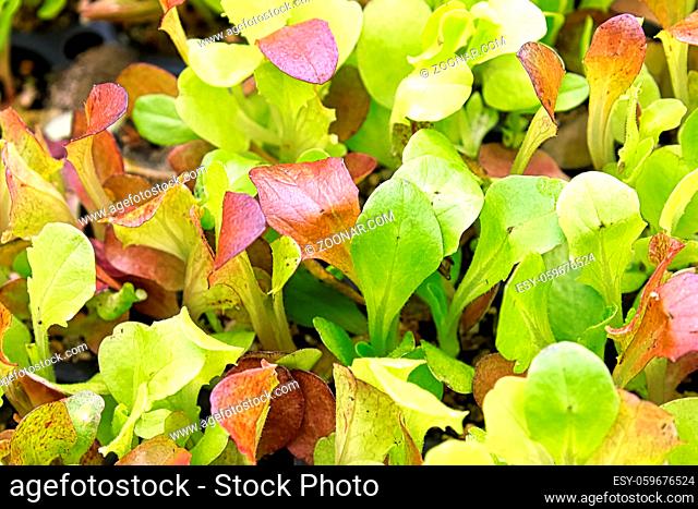 Background image of baby lettuce mixed greens