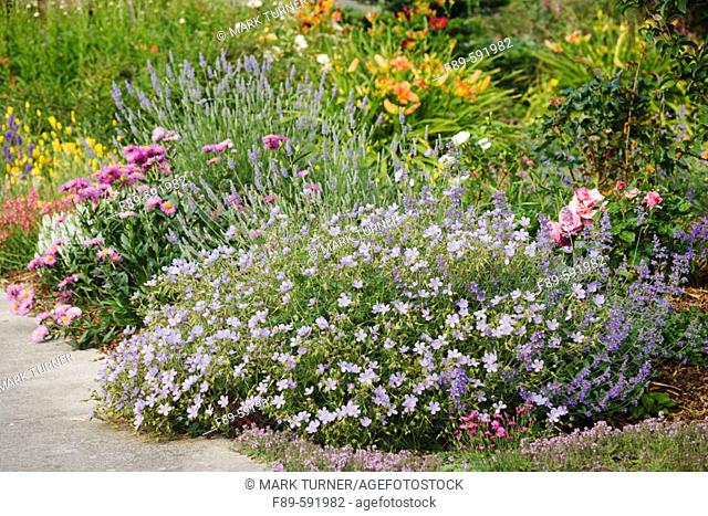 'Blue Cloud' Geraniums, pink Erigeron, Lavender, [Geranium 'Blue Cloud'; Erigeron sp.]. McClendon, Bellingham, Washington, USA