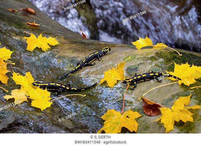 European fire salamander (Salamandra salamandra), two individuals sitting on a rock a a forest creek, Switzerland, Sankt Gallen