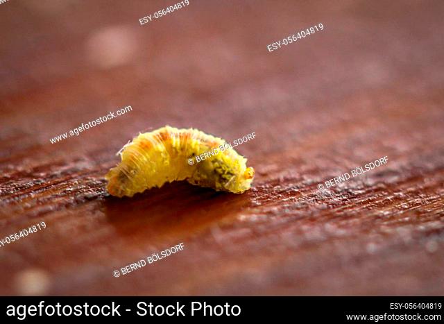 A close up of a small caterpillar of a moth or butterfly