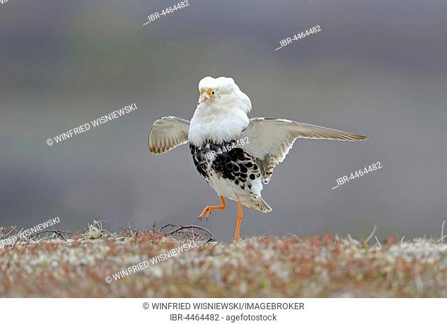 Ruff (Philomachus pugnax), displaying in nuptial plumage, Varanger Peninsula, Norway