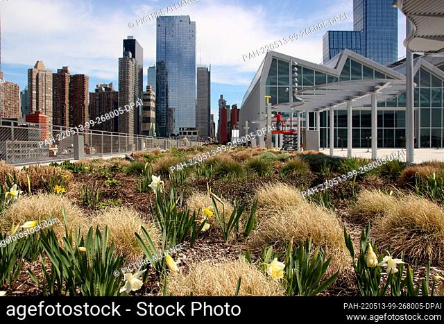11 April 2022, US, New York: Vegetables and fruit trees are now growing on the roof of New York's Javits Center conference center