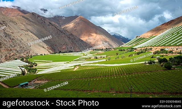 Spring Vineyard. Elqui Valley, Andes part of Atacama Desert in the Coquimbo region, Chile