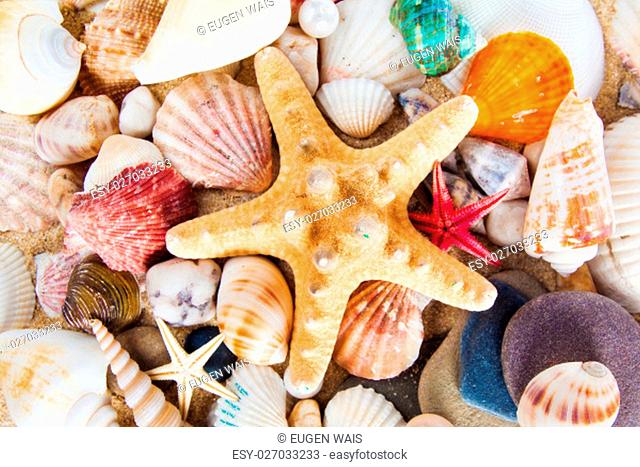 Summer background. Sea shells with sand as background