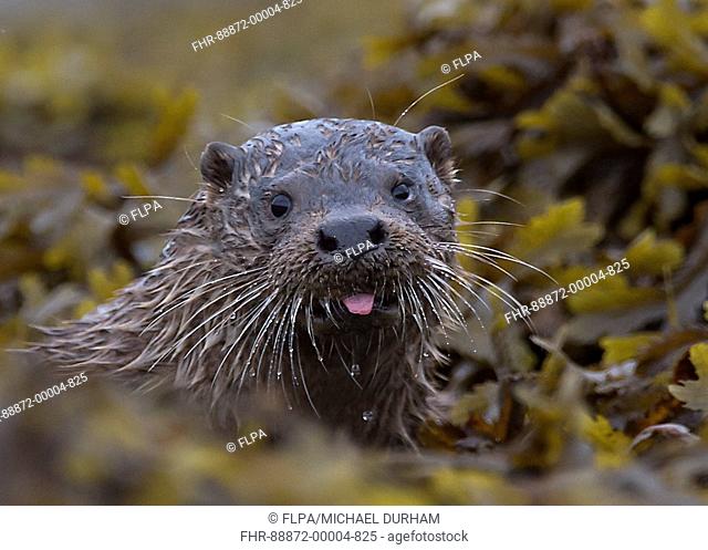 Otter (Lutra lutra) Scottish coastal otter in seaweed. Ardnamurchan