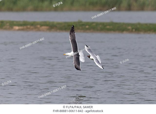Black-Headed Gull (Larus ridibundus) summer plumage adult, flying, mobbing Lesser Black-Backed Gull (Larus fuscus) adult, flying, Minsmere RSPB reserve, Suffolk